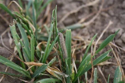 Cut Worm on Wheat